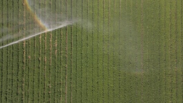 Aerial view of lush green fields being irrigated with a sprinkler system, showcasing the vibrant agricultural landscape, Cupar, Scotland, United Kingdom.