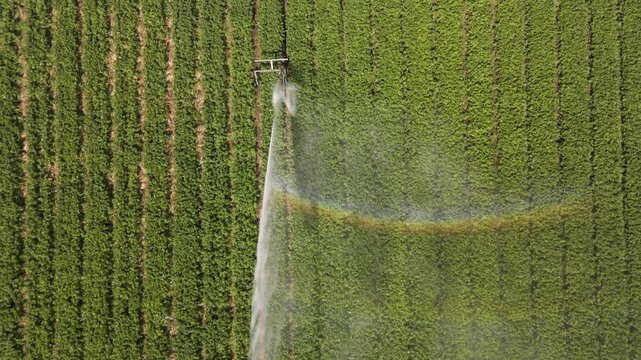 Aerial view of agricultural irrigation system watering green crops, a bright rainbow arc appears in the field, Cupar, Scotland, United Kingdom.
