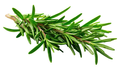 Fototapeta premium Fresh rosemary sprig isolated on transparent background