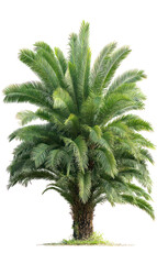 Tropical palm tree, isolated on transparent background