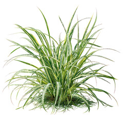Green plant grass isolated on transparent background