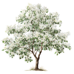 Fototapeta premium Blossoming tree, white flowers, nature, spring, isolated on transparent background