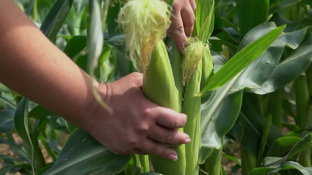 Close up of female farmer hands picking corn cob and peeling husk to inspect ripeness. Woman agronomist checking quality of harvest in the field