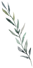 Fototapeta premium Watercolor twig with light green leaves isolated illustration, pastel wedding stationery element