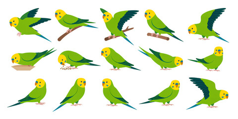 Green Parrot Budgerigar Bird Character
