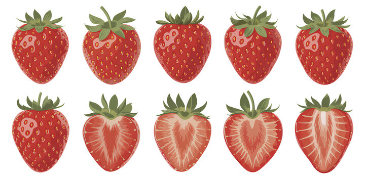 Strawberry fruit illustrations set including whole berries and longitudinal cross sections