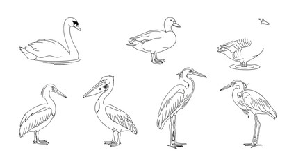 Feathered Friends: A collection of meticulously detailed illustrations showcase the beauty of various avian species, each one rendered with delicate precision.