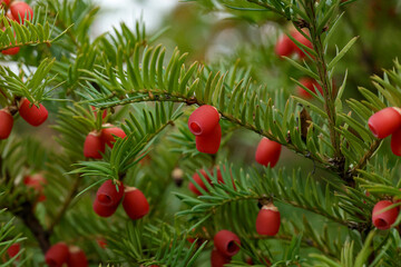 Taxus baccata European yew is conifer shrub with poisonous and bitter red ripened berry fruits in...