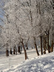 Snow-covered trees in a city park. European winter