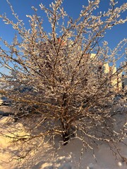 A snow-covered bush in a city park in the rays of sunshine. European winter
