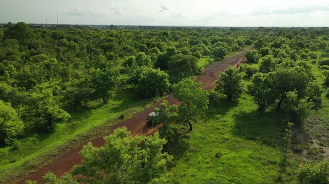 Aerial view of a car driving down a red dirt road cutting through a dense forest with vibrant green trees and grass, Daboya, Savannah Region, Ghana.