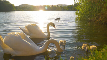 CLOSE UP: Cob and pen protecting offspring feeding by the lake shore at sunrise © helivideo