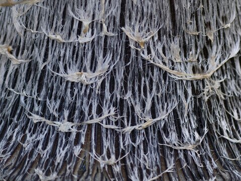 mushroom gill pattern, repeating textured mushroom gills, cool gray tiles with rhythmic curves
