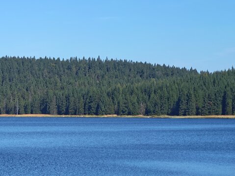 vast water body with lush trees in view, expansive blue lake beneath cloudless sky and distant woods