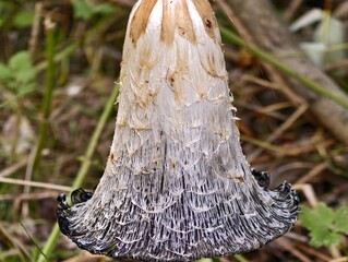 closeup of mushroom decomposition detail, study capturing rotting process of fungi among autumn © Nataliia