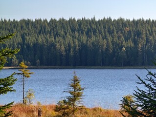 charming lakeside landscape illuminated, tranquil waters mirror evergreen trees and gentle fall © Nataliia