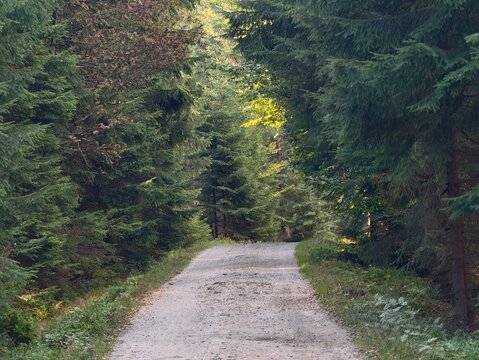 quiet trail among towering trees, tranquil gravel route surrounded by dense green foliage