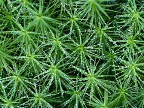bright emerald moss displaying dew droplets and intricate leaf textures suitable for various
