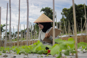 Young Asian woman farmer wearing a hijab and woven bamboo hat writes on a clipboard while observing crop growth in agricultural fields. Agriculture, rural livelihood, and outdoor lifestyle concept