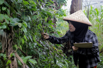 Young Asian female farmer wearing a hijab and woven bamboo hat observes unripe green coffee beans on tree branches. Coffee cultivation, crop inspection, and rural agriculture concept.
