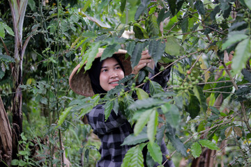 Young Asian female farmer wearing a hijab and woven bamboo hat harvests coffee beans in agricultural fields. Coffee farming, rural work, crop harvest, and active outdoor lifestyle concept.