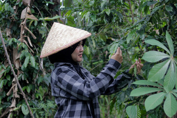 Young Asian female farmer wearing a hijab and woven bamboo hat harvests coffee beans in agricultural fields. Coffee farming, rural work, crop harvest, and active outdoor lifestyle concept.