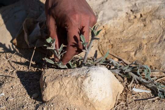 View of a hand tending to a small, resilient desert plant pushing through the arid, rocky landscape, a testament to life's tenacity, Cairo, Egypt.