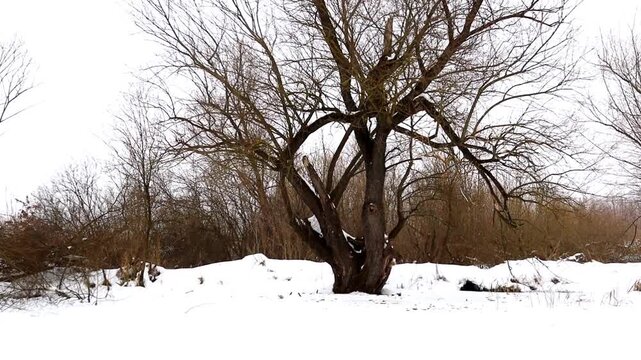 Smooth camera approach towards a lonely tree standing on the snowy bank of a frozen pond. Atmospheric winter landscape with clear white ice and hoarfrost. Peaceful nature during the cold season, captu