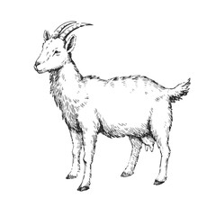 Farm goat vector sketch. Hand-drawn dairy animal for organic milk label. Vintage livestock portrait for artisan cheese branding.
