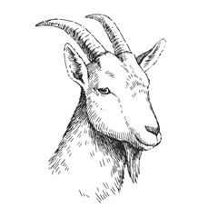 Goat head vector portrait. Hand-drawn farm animal face for dairy product logo. Vintage livestock sketch with horns.