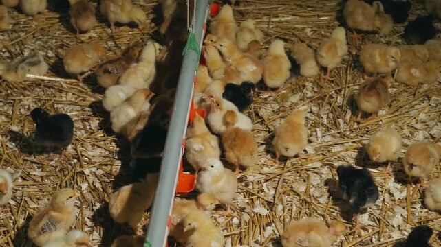 Young Chicks Gathered Around Feeder In Heated Brooder With Straw Bedding, Hatchery Technician Monitoring Automatic Feed Line,