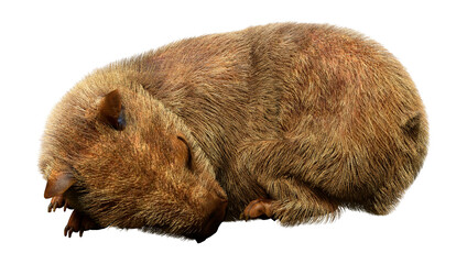 Fototapeta premium 3D Rendering Capybara on White