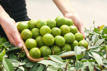 Fresh Green Sichuan Peppercorns in Wooden Bowl - Healthy Eating