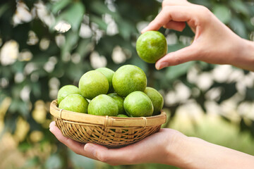 Fresh Green Plums in Wicker Basket - Orchard Harvest
