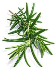 Fototapeta premium Sprig of fresh rosemary herb in close-up, isolated against white background