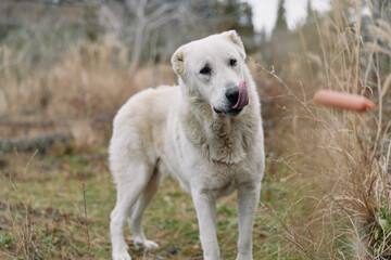 Dog in a grassy field with a curious expression, white coat, outdoor natural setting, calm and loyal companion.