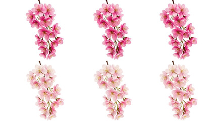 Six delicate clusters of pale pink cherry blossoms with soft lighting and detailed petals isolated on a transparent background showcasing spring
