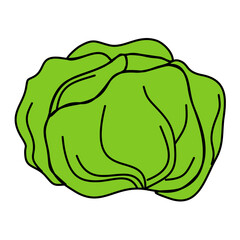 Fresh green cabbage isolated on white background as a healthy organic vegetable illustration designed like a human brain to symbolize diet and health