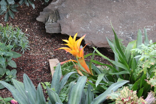 Orange bromeliad flower growing among green tropical foliage and stone, photographed in natural light in a botanical garden setting.