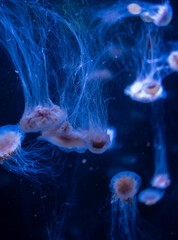 Méduses lumineuses en aquarium, ballet aquatique bleu et ambiance marine apaisante