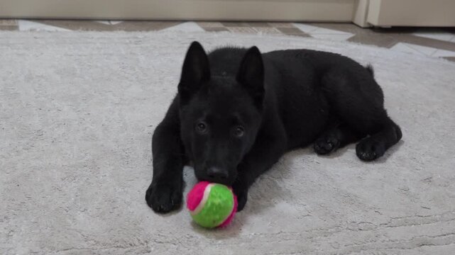 Black shepherd with a ball on the carpet, A black German shepherd puppy (or Schipperke) lies on a light carpet with a tennis ball.