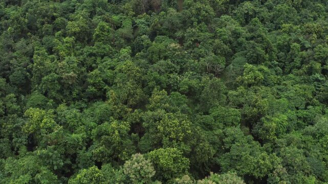 Aerial tilt-up reveals vast green forest canopy transitioning to mist-shrouded hills in Kuldiha sanctuary under overcast skies, perfect for nature immersion visuals.
