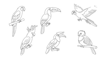Fototapeta premium Tropical Bird Collection: This image depicts a collection of intricate line drawings of several tropical birds, with a variety of species. Illustrative art showcasing the beauty of the aviary.