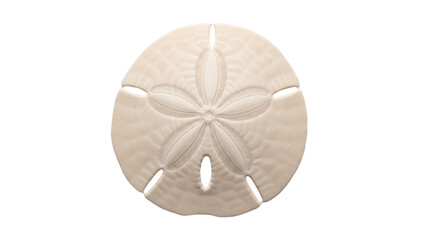 Isolated sand dollar with five-petal pattern, beige color, close-up, natural object, beach find © Maria