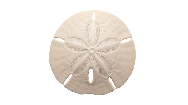 Isolated sand dollar with five-petal pattern, beige color, close-up, natural object, beach find