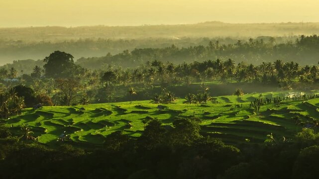 Lush green rice terraces covering mountain slopes with palm trees and a misty tropical forest under warm golden morning light, showcasing stunning agricultural landscape of Indonesia. Aerial panorama