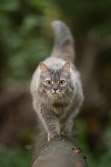 Obraz premium A fluffy grey tabby cat with striking green eyes carefully walks along a thick, rough tree branch outdoors