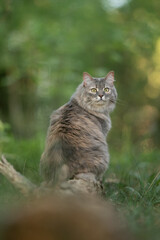 Obraz premium A beautiful fluffy grey tabby cat with striking green-yellow eyes sits on a tree stump outdoors. The cat turns its head to look back, facing the viewer amidst lush green foliage during daytime