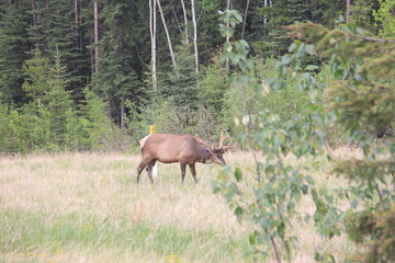 Jasper Alberta Rocky Mountain Scenery