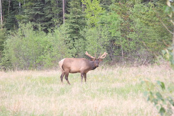Jasper Alberta Rocky Mountain Scenery